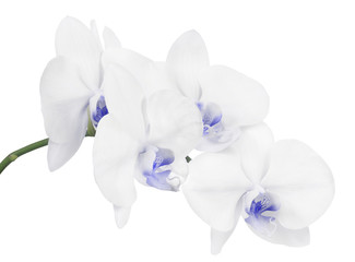 Fototapeta na wymiar isolated branch with four light blue orchid blooms
