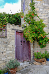 Fototapeta na wymiar Pomegrante tree with fruit outside closed wooden doors to walled garden.
