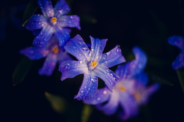 Chionodoxa śnieżnik blue flower