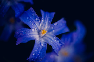 Chionodoxa śnieżnik blue flower