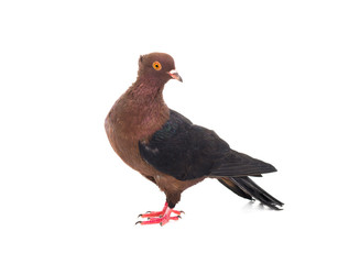 brown dove