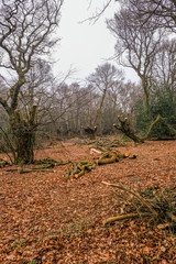 Portrait shot of ancient hornbeam trees after pollarding.