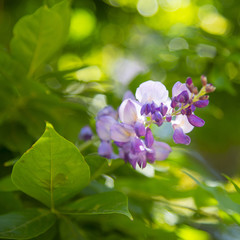 Purple flowers on the branch of acacia tree