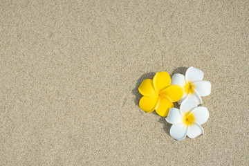砂浜とプルメリア
