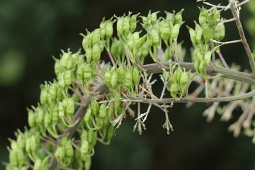 Pluskwica © Perovskia