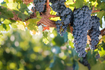 Bunches of red wine grapes on vine with glowing green leaves background.