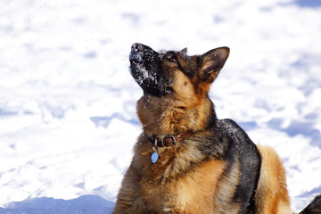 German shepherd dog trainings on snow in cold weather
