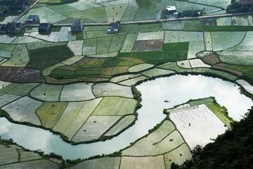 Fototapeta premium Rice field in Bac Son valley in Vietnam