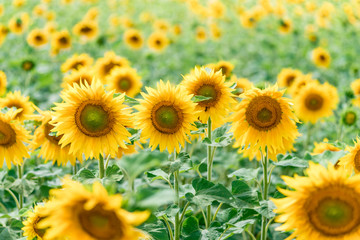 A blossoming sunflower flower close-up