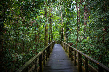 Footbridge in a rainforest, Sandakan, Borneo, Malaysia - obrazy, fototapety, plakaty