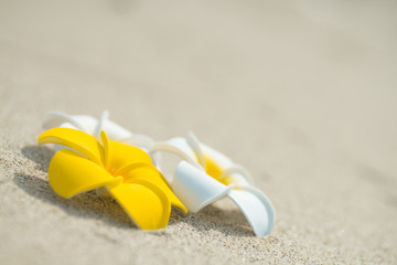 砂浜とプルメリア
