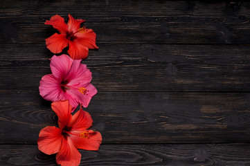 red hibiscus flowers on a black background