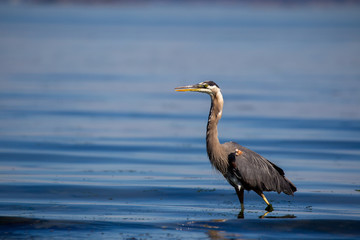 Kanadareiher (Ardea herodias) im flachen Wasser am Island View Beach auf Vancouver Island, Kanada.