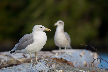 Heringsmöwe (Larus fuscus) am Strand von Port Renfrew auf Vancouver Island, British Columbia, Kanada.