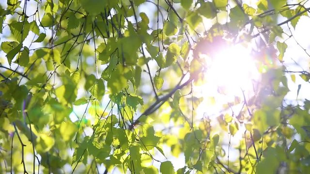 Beautiful sunny spring peaceful nature background. Charming bright morning sunshine through green fresh foliage of birch trees. Video shoot on april month.