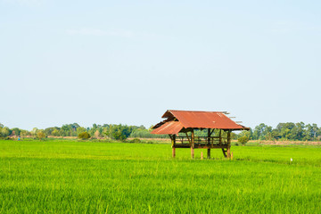 Green rice fields and cottages in rural Thailand

