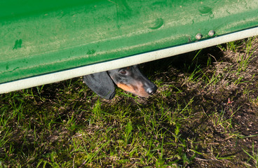 Dachshund looks out from under boat lying on  ground