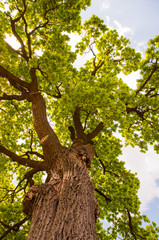 Summer. Tree. Green leaves.