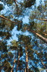 Summer. Tree. Green leaves. pine forest