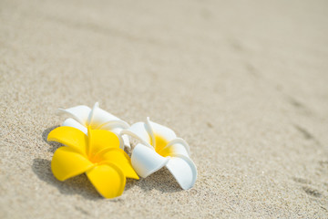 砂浜とプルメリア
