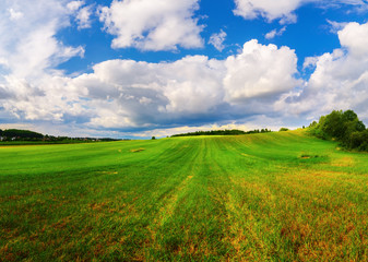 Fototapeta premium Field of green grass and blue sky with cumulus clouds. Rural landscape. Summer day in the countryside.