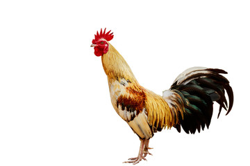 rooster isolated on white background with clipping path.