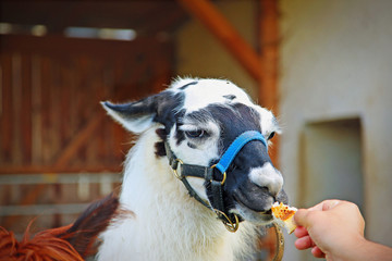 the animal lama eats food on the farm