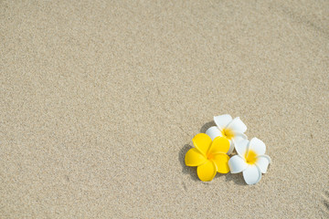砂浜とプルメリア
