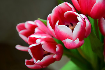 tulip