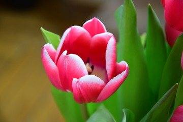 tulip