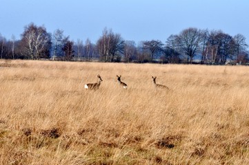 Moorlandschaft  mit drei Rehen im Winter