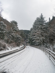 Obraz premium Winter road and snow with tree frost