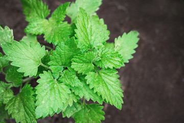 Fresh bush of melissa close-up in the ground