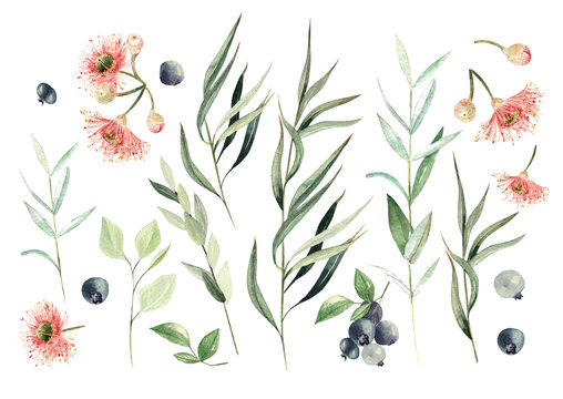 Watercolor eucalyptus set. Hand painted eucalyptus elements and berry. 
