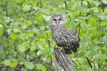Junger Habichtskauz im Regen