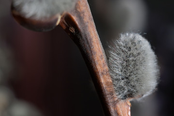 Willow bud macro