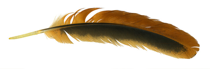 Feather isolate on white background. High quality details.