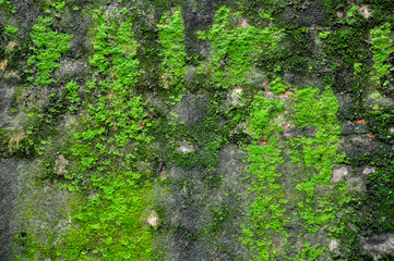 Mossy on the old concrete wall background 