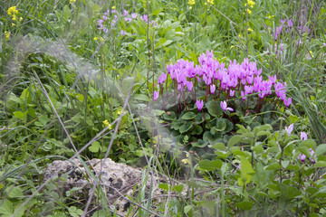 the cyclamen blooming in israel