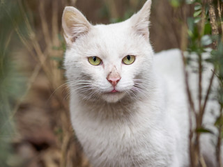 Portrait of a cute white cat  staring at camera.