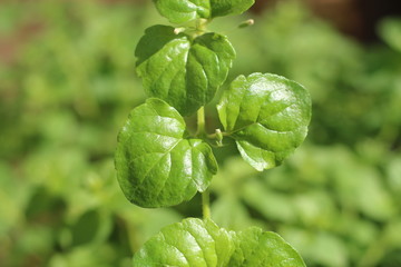 Mięta indiańska © Perovskia