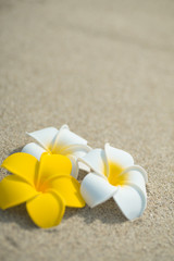 砂浜とプルメリア