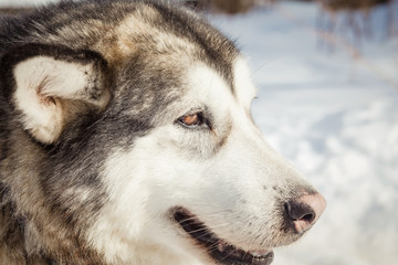 Cute Alaskan Malamute dog portrait
