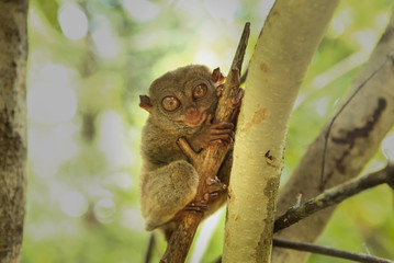 A cute lemur sitting in a tree