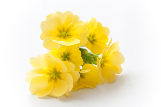 Fototapeta bouquet de primevères jaune sur fond blanc