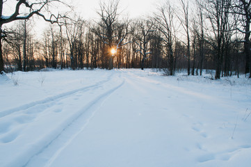 Obraz premium Landscape with winter forest and the sun rays.