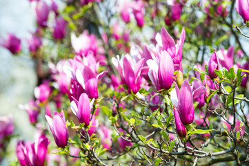 Nature, beauty, environment