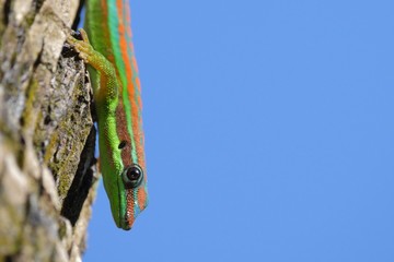 Ornate day gecko in natural habitat