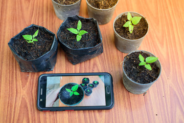 Shooting little plants  with smartphone