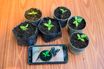 Shooting little plants  with smartphone